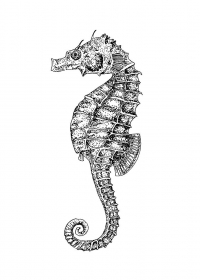 Раскраска 