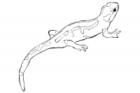 Раскраска 