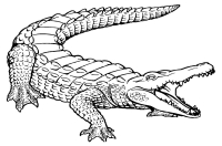 Раскраска 