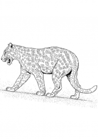 Раскраска 