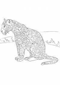 Раскраска 